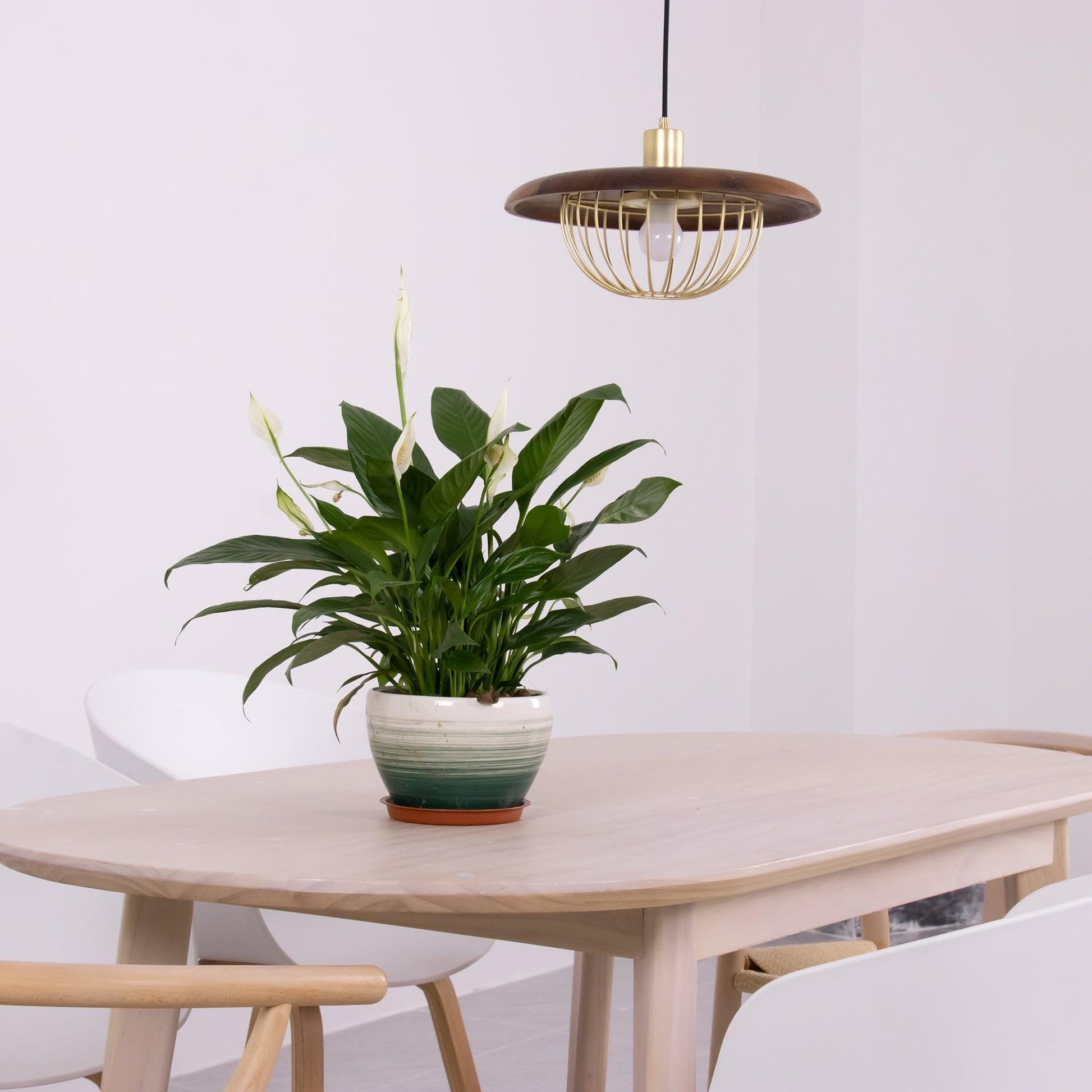 Kasa Pendant Lamp - Blowlighting