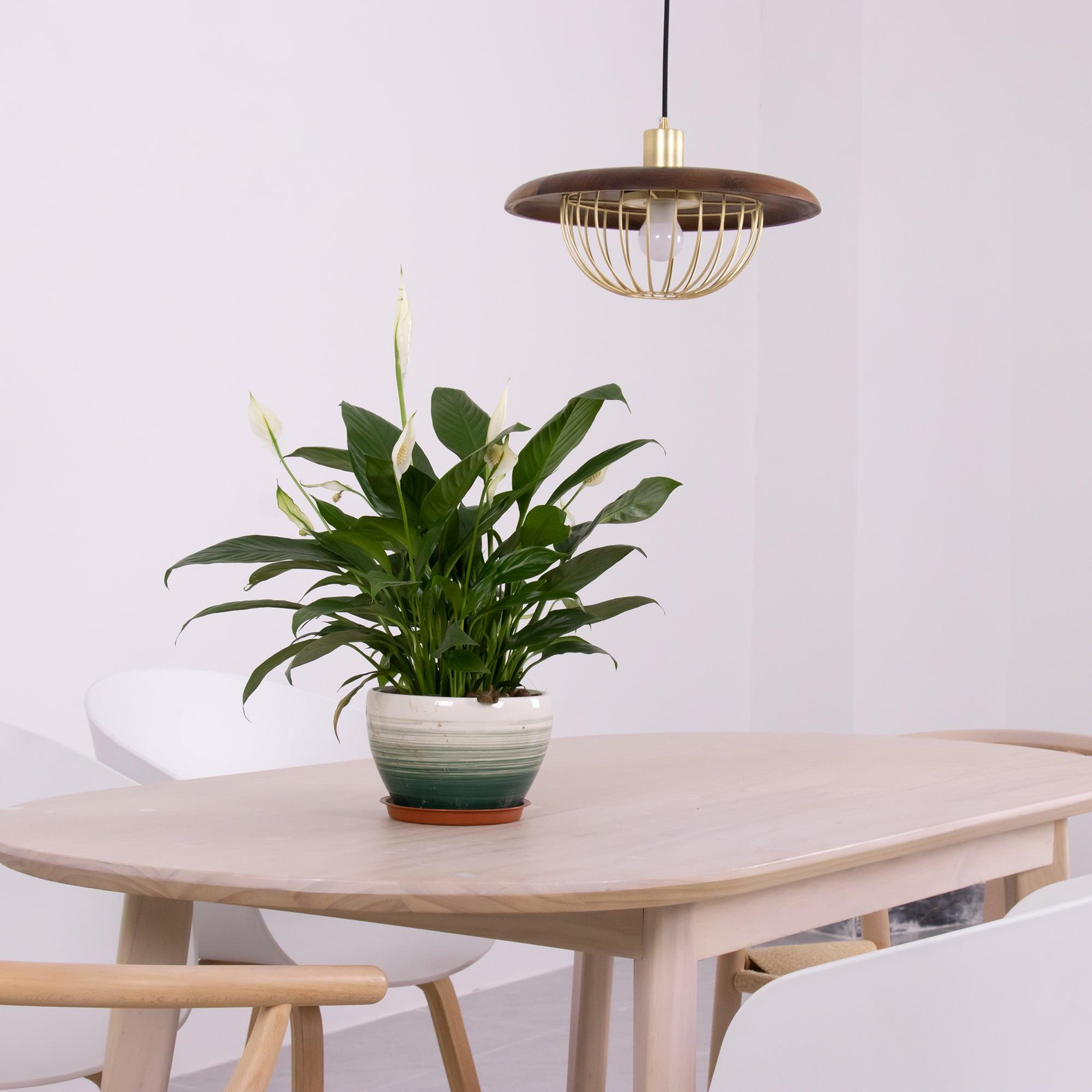 Kasa Pendant Lamp - Blowlighting
